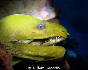 This green moray was doing her best impression of T. Rex.... by William Goodwin 